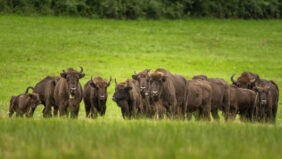 stado żubrów na łące